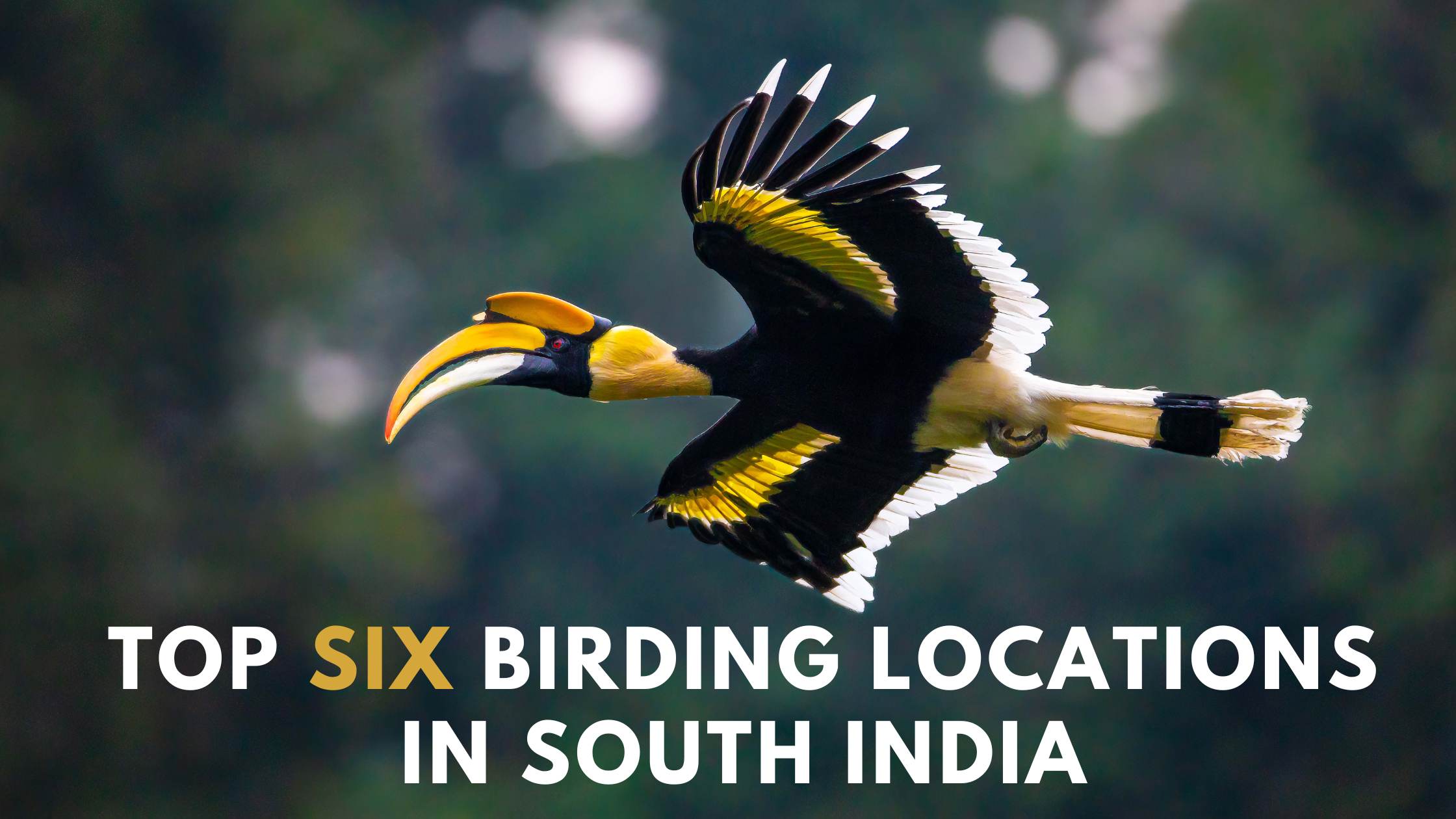 Six birding locations in South India