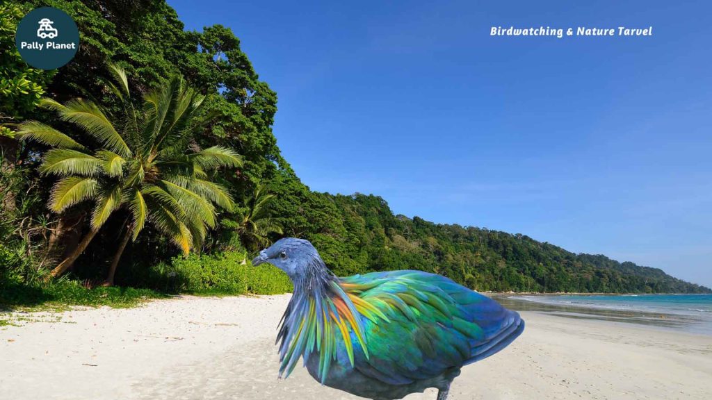 blog cover showin a Nicobar pigeon sitting on a beach in Nicobar
