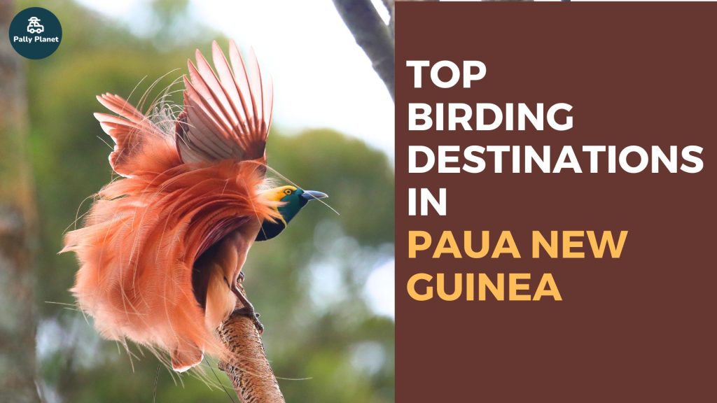 Blog cover for top bird watching destiantions in Papua New Guinea