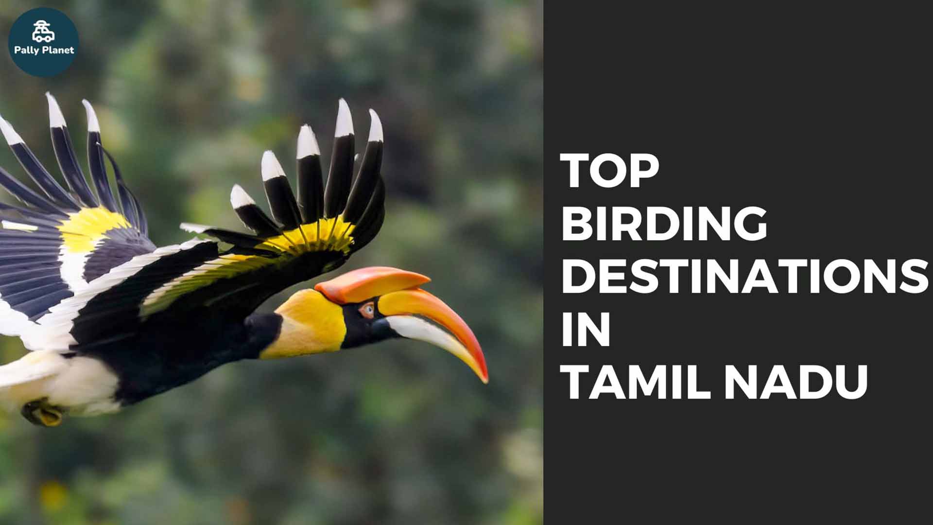 Blog cover for Top Birding Destinations in Tamil Nadu