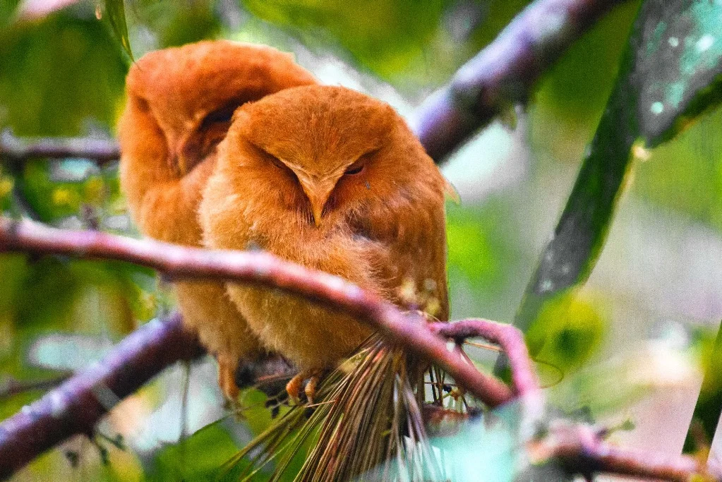 Stunning photo of Serendieb Scops Owl chicks