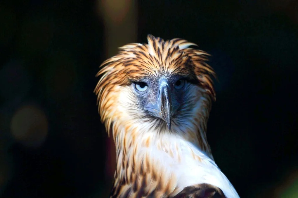Majestic Photo of a Philippine Eagle