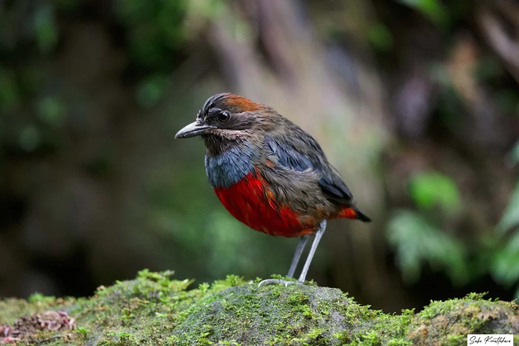 Photo of a Whiskered Pitta
