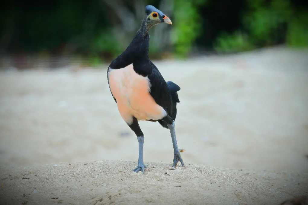 A photo of Maleo bird digging pits on sand to lay eggs.