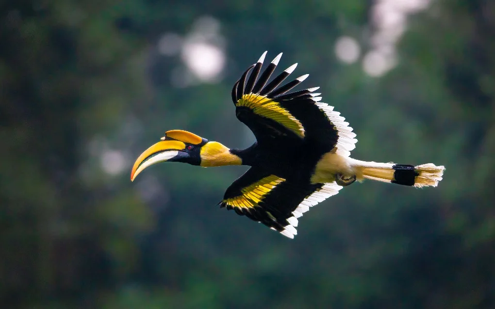 A beautiful photograph of a Great Indian Hornbill flying.
