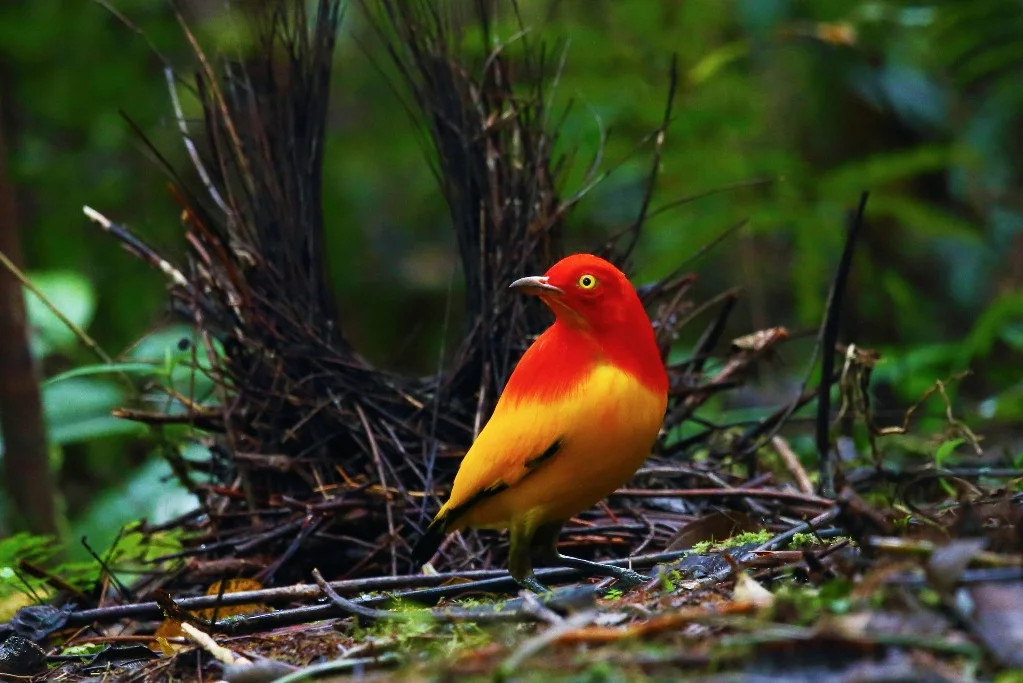 Stunning photo of a flame bower bird