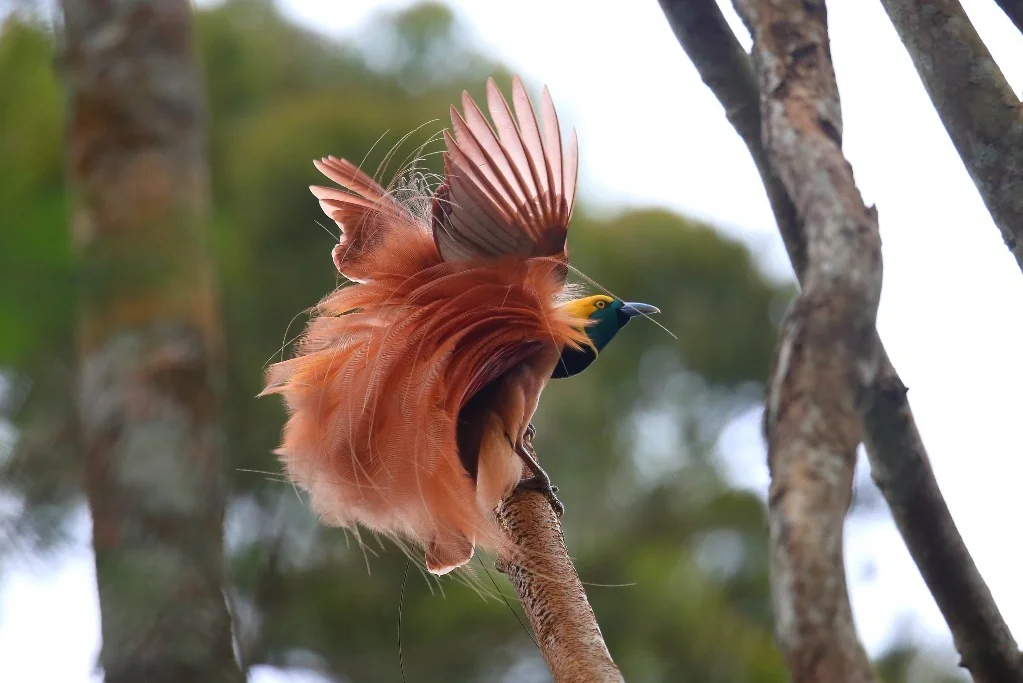 Photo of Displaying Raggiana Bird of Paradise