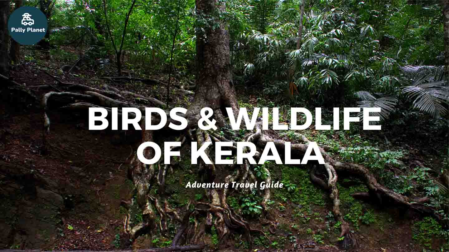 Blog cover for Birds and Wildlife of Kerala