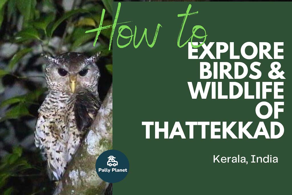 Blog cover for How to explore thattekkad