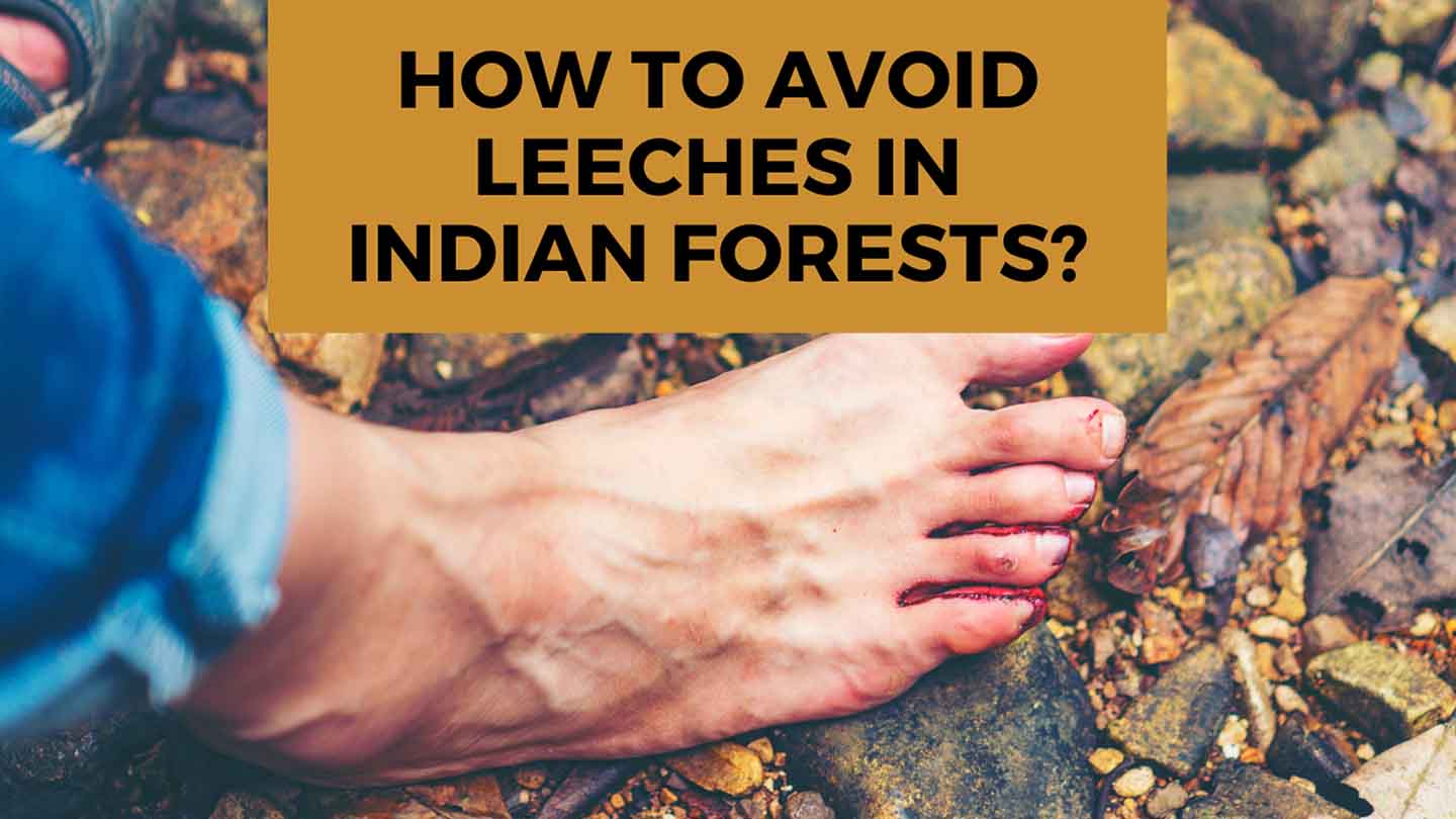 blog cover for How to avoid leeches in Indian forests?